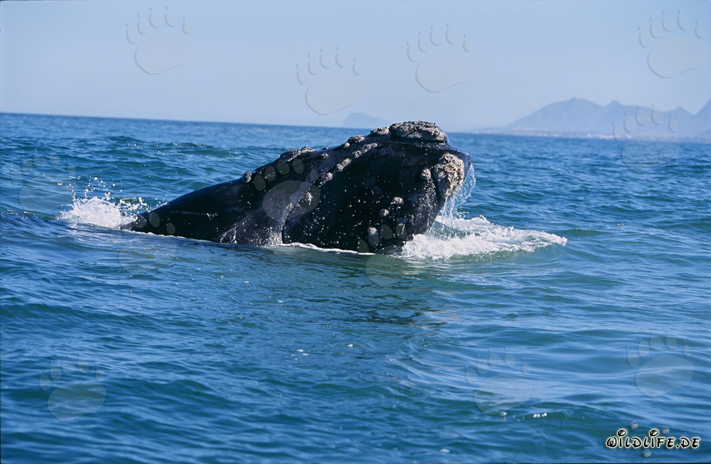 Majestic Southern Right Whale breaks through the water surface