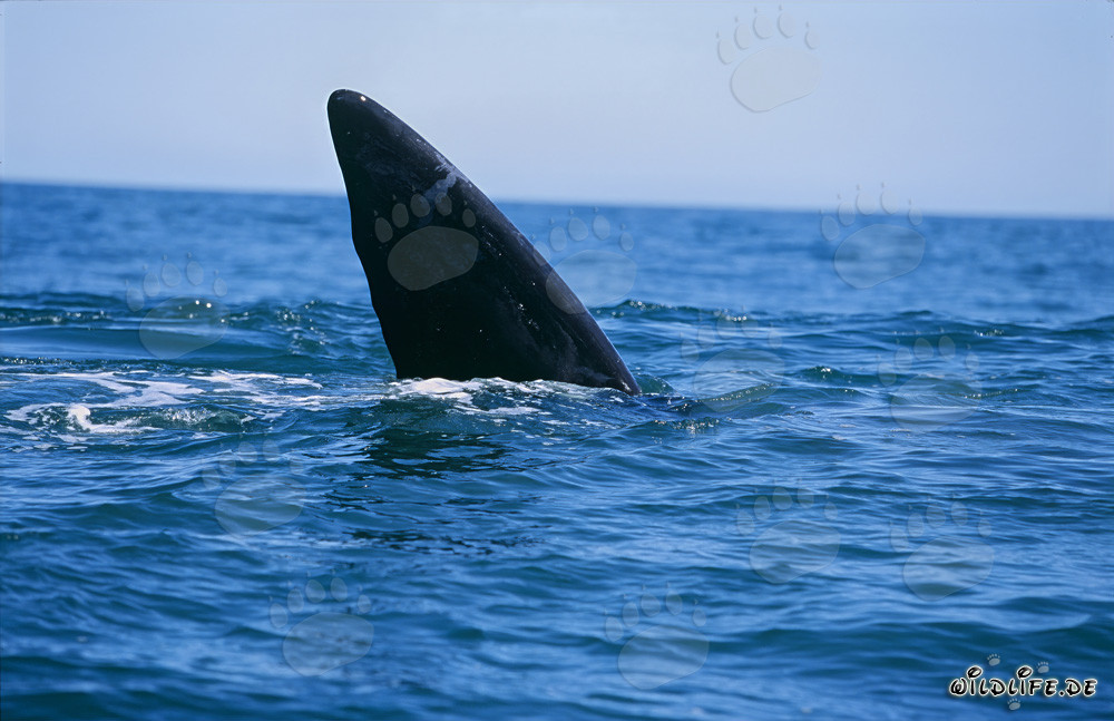 Queue majestueuse de la baleine franche australe