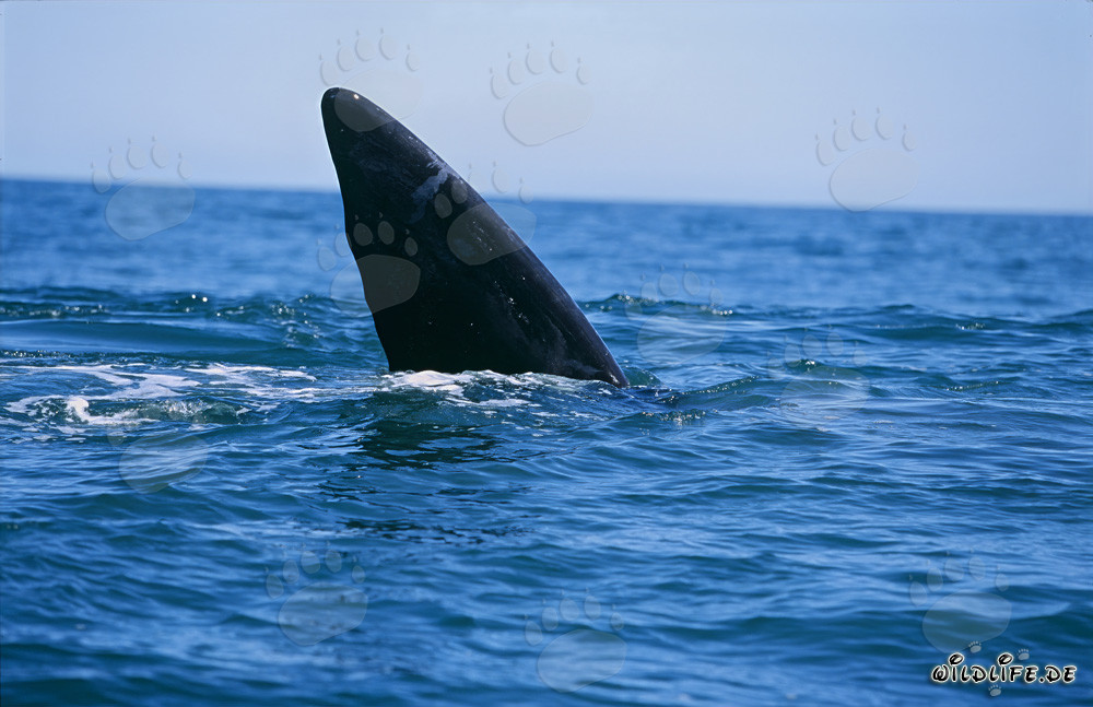 Cola majestuosa de la ballena franca austral
