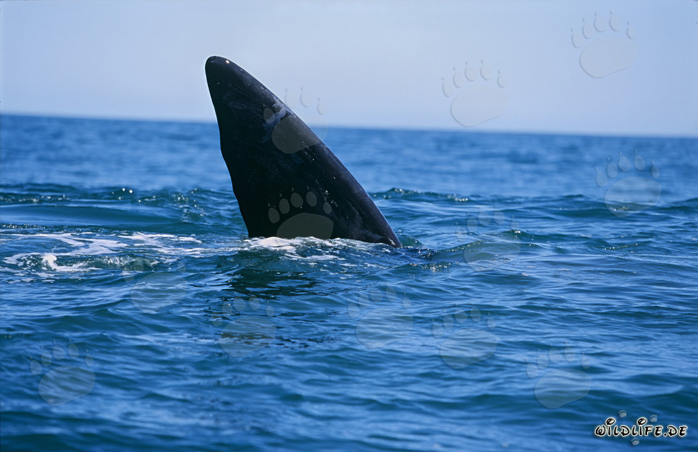 Majestic Tail Fin of the Southern Right Whale