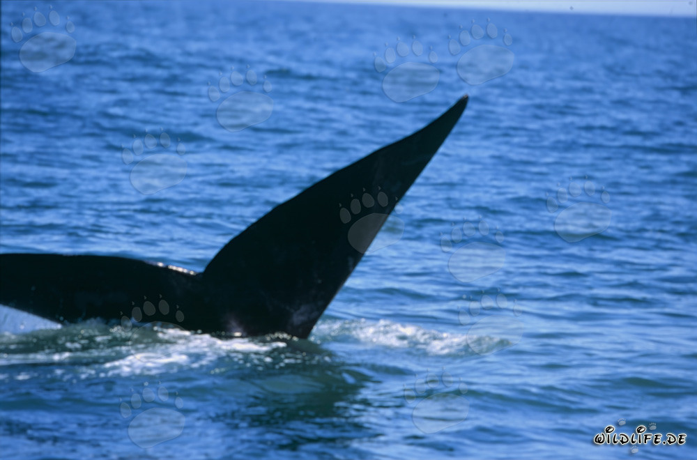 Nageoire caudale de la baleine franche australe lors d'une plongée élégante