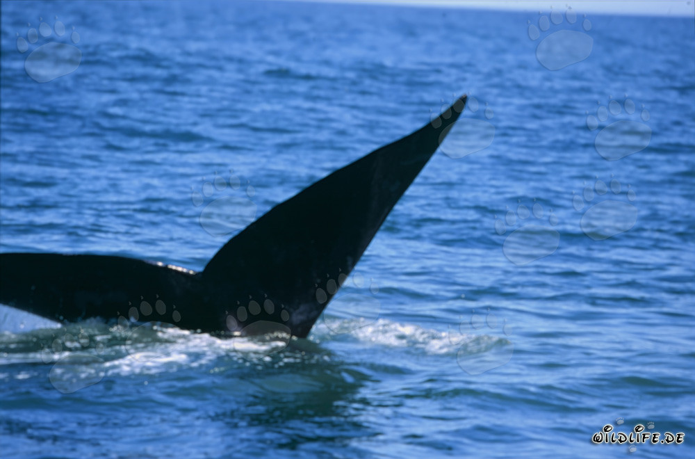 Pinna caudale della balena franca australe durante un'elegante immersione