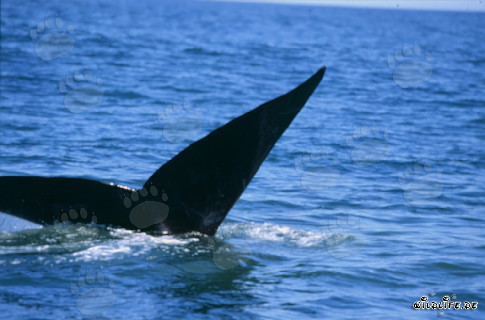 Aleta caudal de la ballena franca austral en elegante zambullida