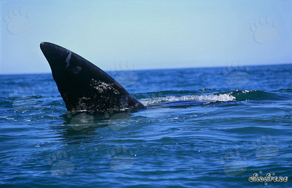 Aleta de la ballena franca austral en la superficie del agua