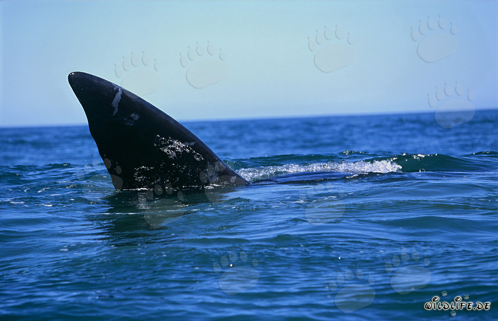 Fin of Southern Right Whale on the water surface