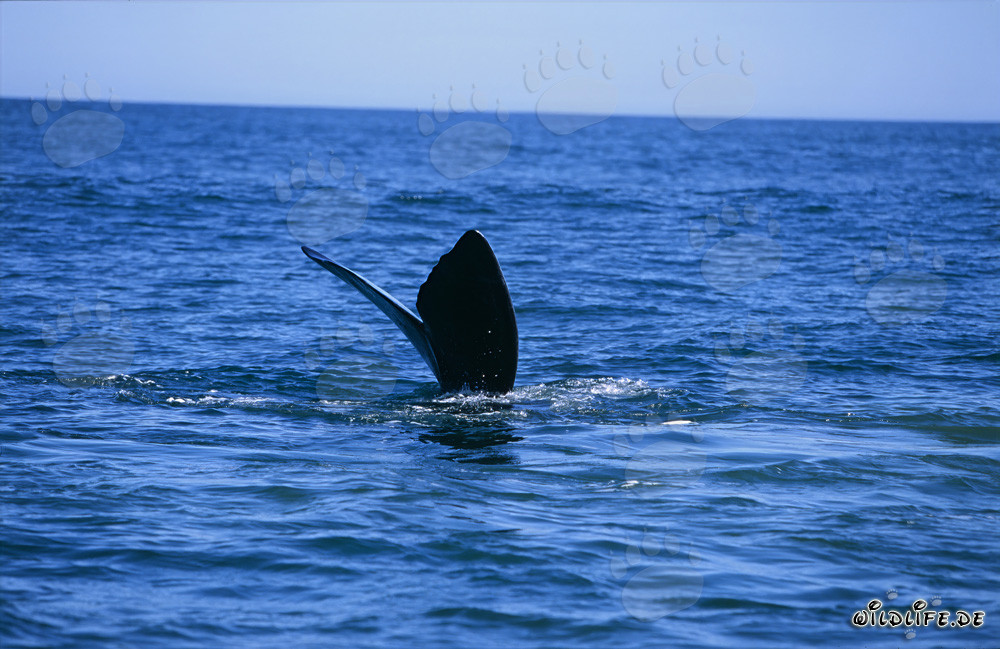 Baleine franche australe plonge