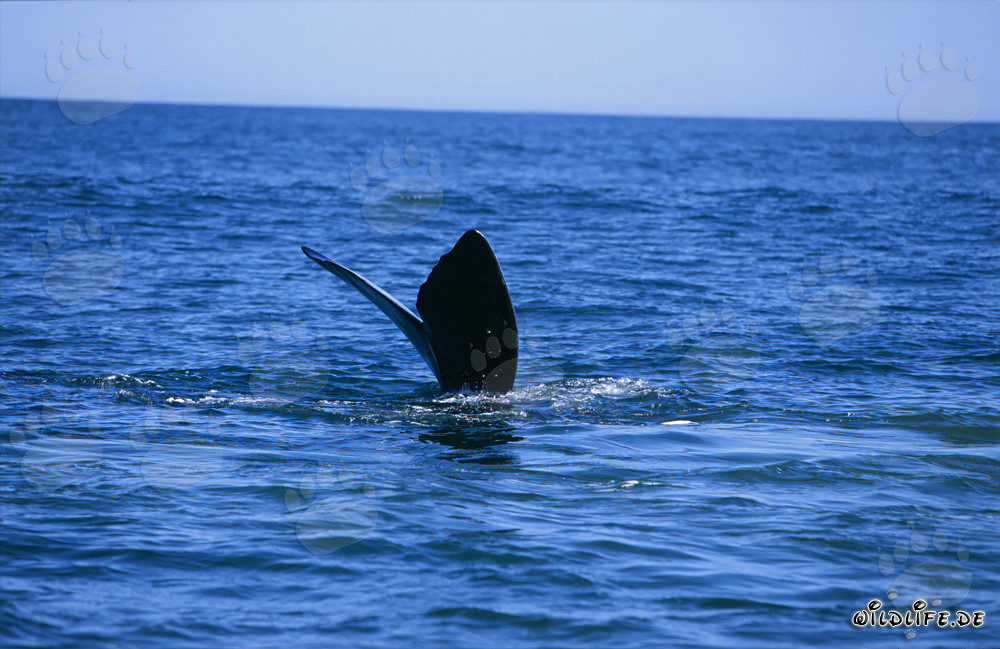 Balena franca australe si tuffa