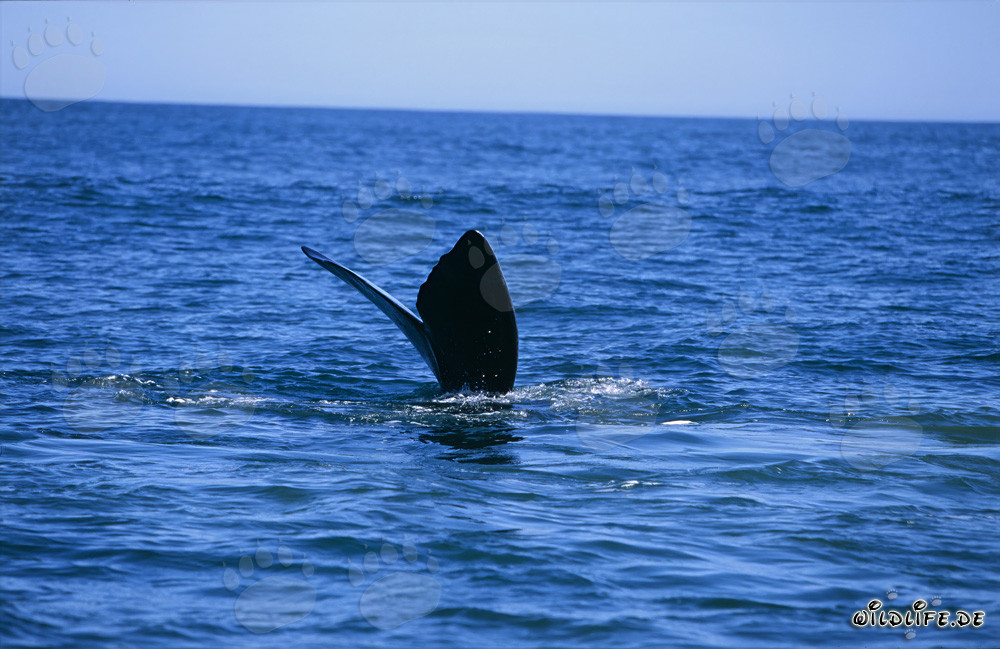 Ballena franca austral se sumerge