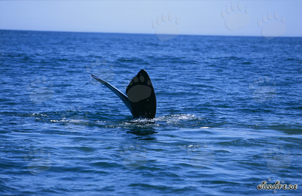 Southern Right Whale dive