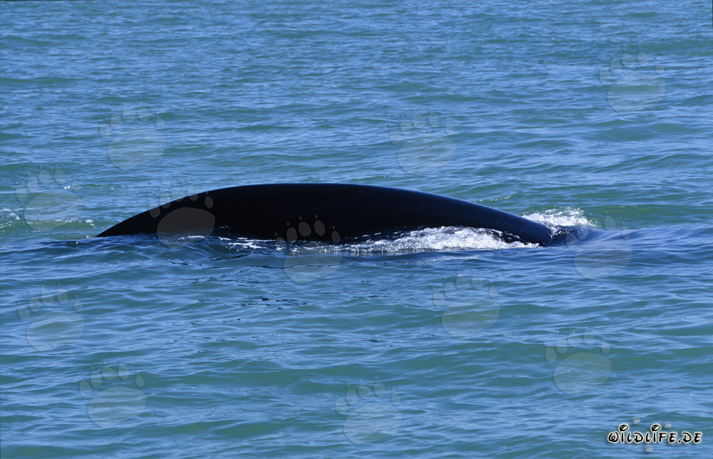 Baleine franche australe observée au large de De Kelders