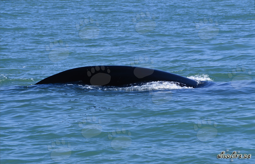 Balena franca australe avvistata al largo di De Kelders