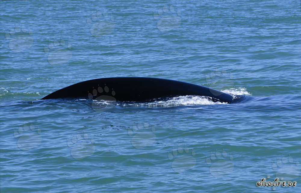 Ballena franca austral avistada en la costa de De Kelders