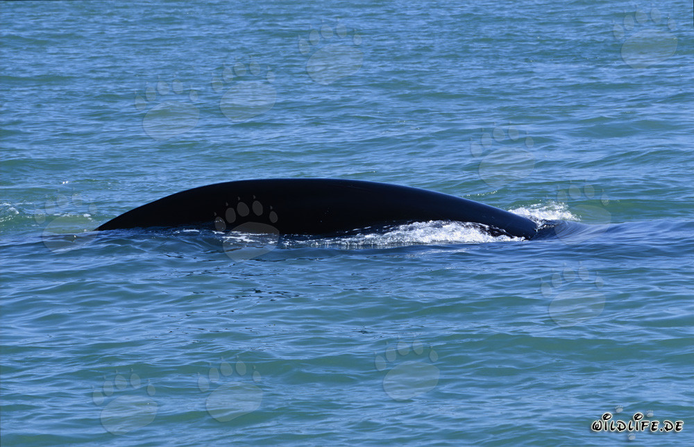 Southern right whale spotted on the coast of De Kelders