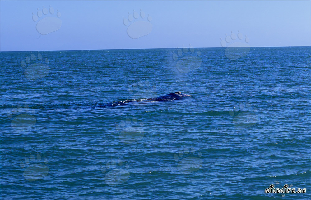 Baleine franche australe nage élégamment à la surface de l'eau