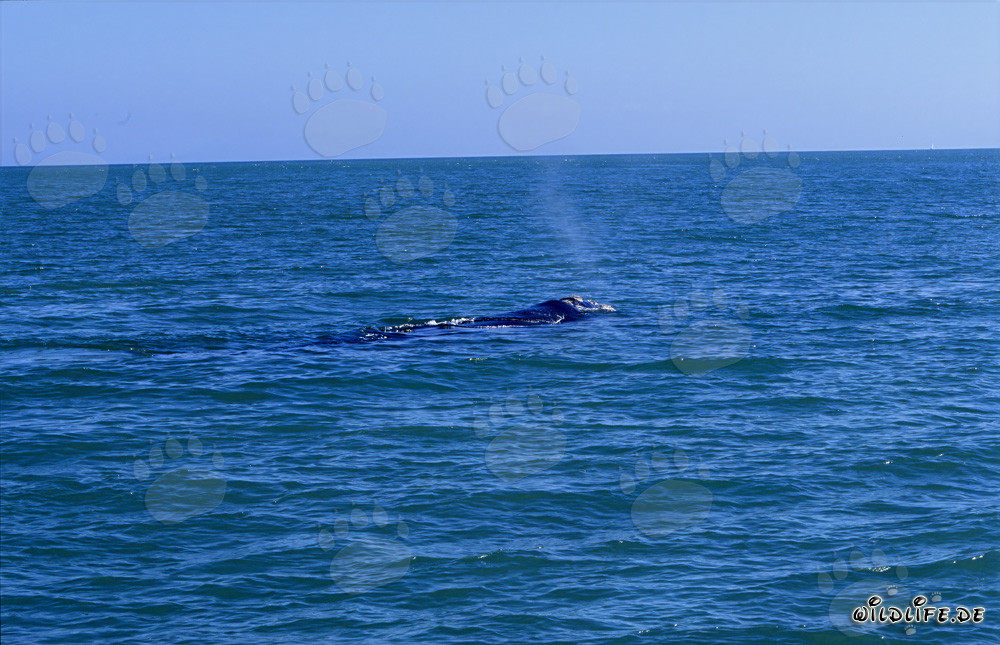 Ballena franca australiana nada elegantemente en la superficie del agua