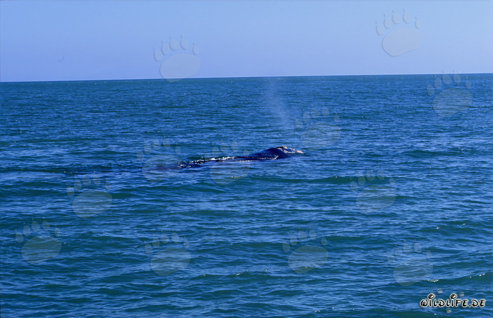 Southern Right Whale gracefully swimming at the water's surface