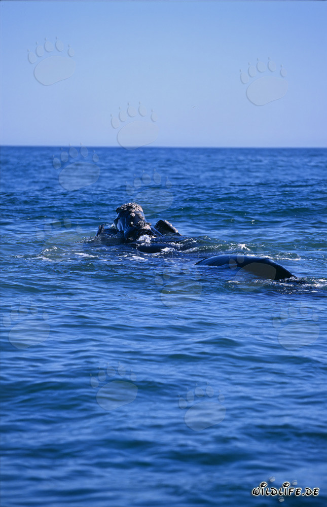 Baleine franche australe à la surface de l'eau