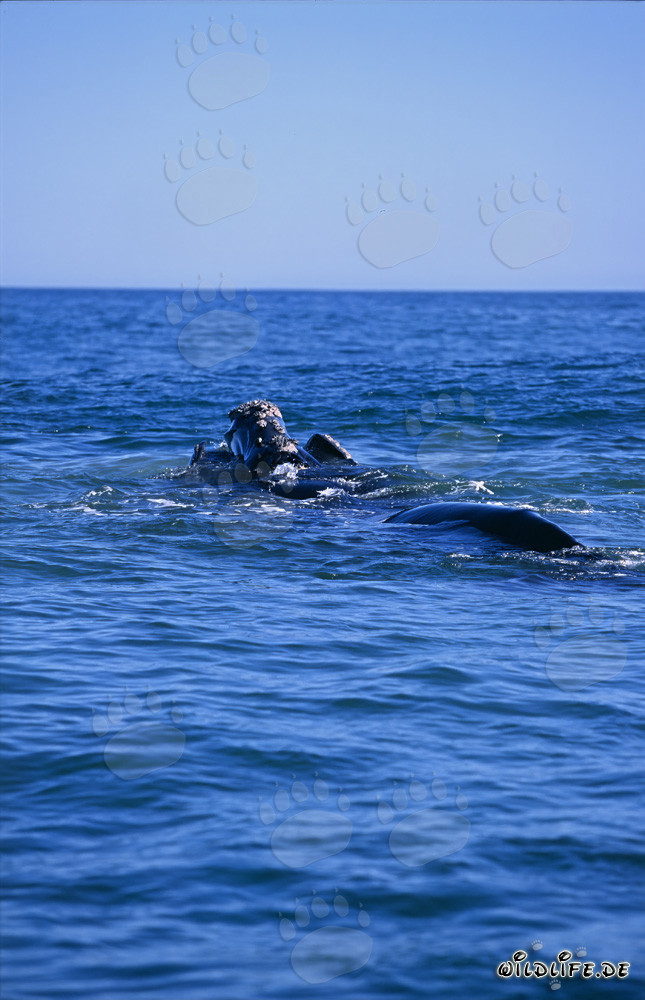 Balena franca australe in superficie dell'acqua