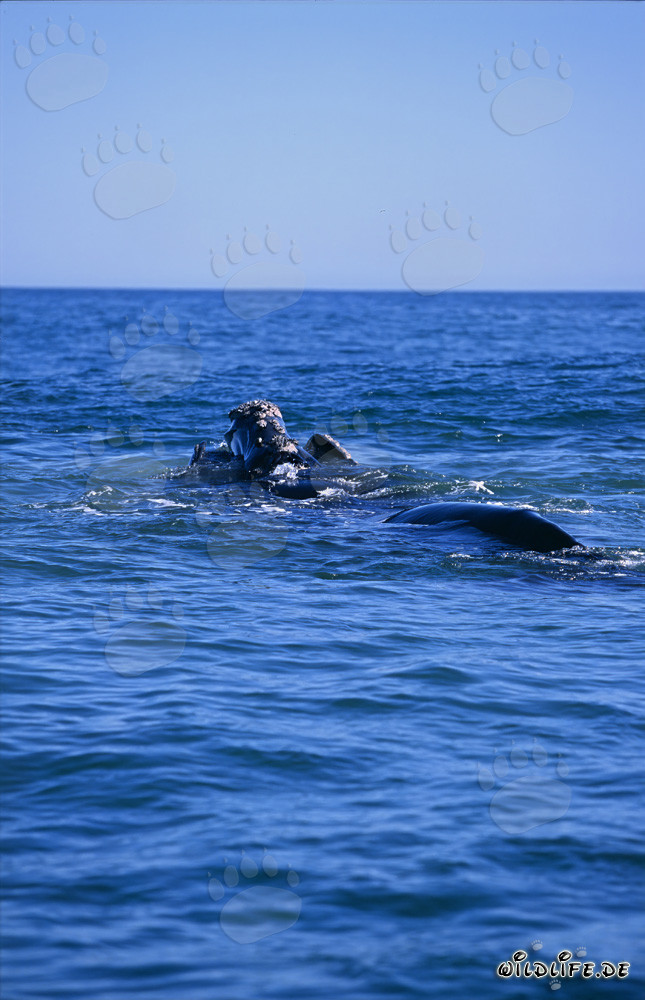 Ballena franca austral en la superficie del agua