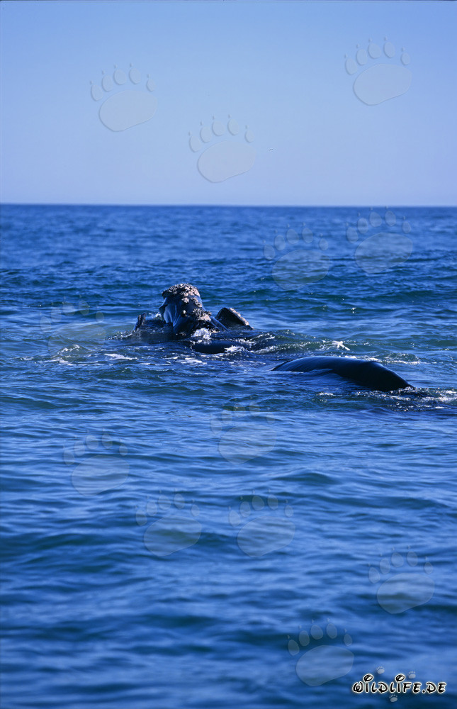 Southern Right Whale at the water surface
