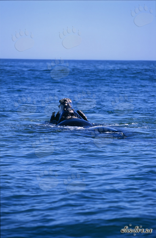 Baleine franche australe à la surface de la mer
