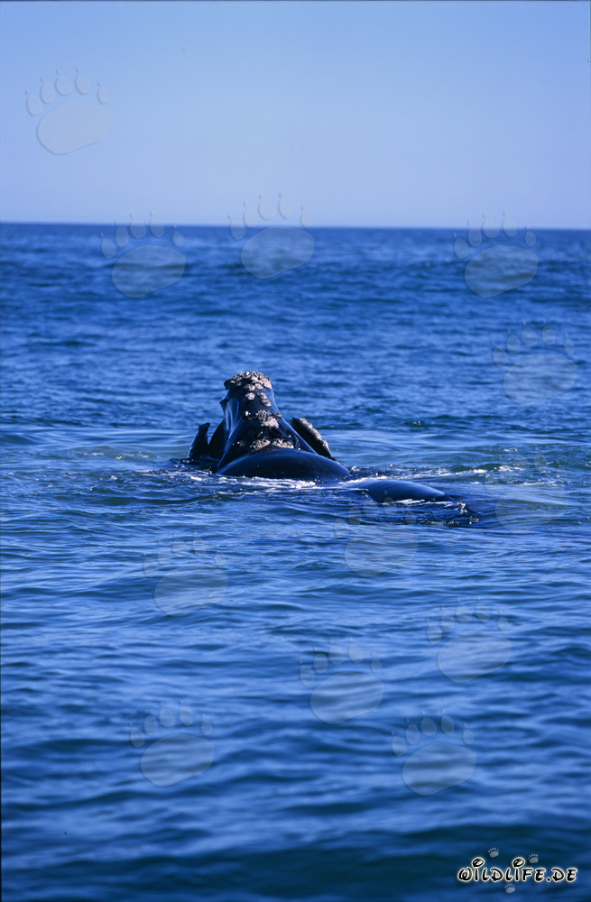Balena franca australe in superficie del mare