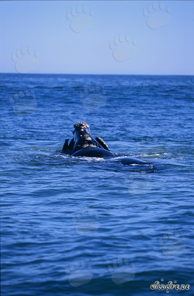 Southern Right Whale at the Ocean Surface