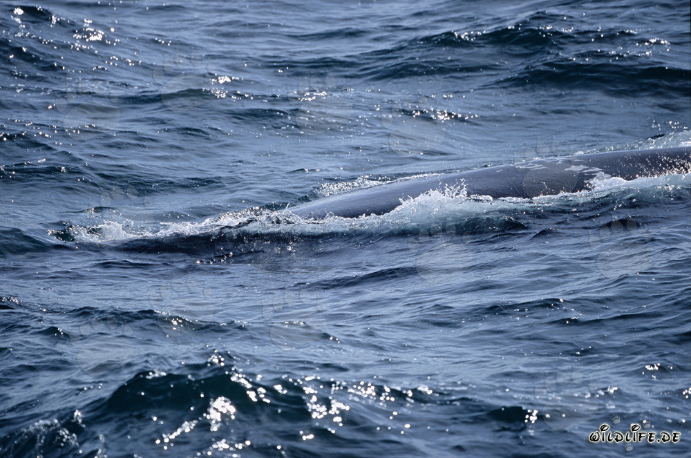 Baleine franche australe nageant à la surface de la mer