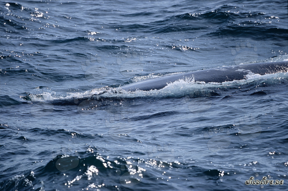 Balena franca australe nuotante in superficie