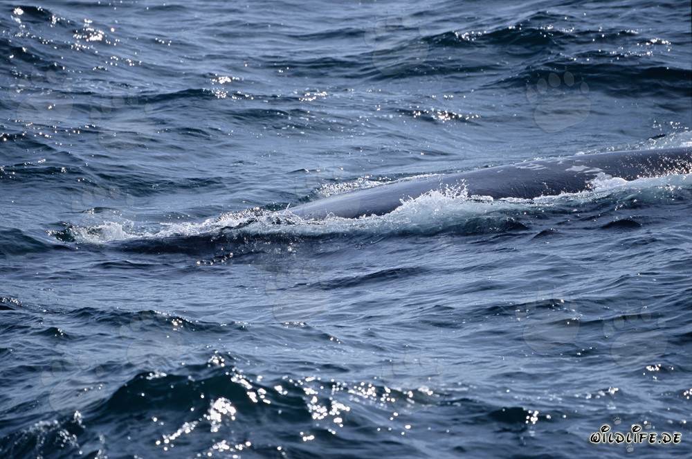 Ballena franca austral nadando en la superficie del mar