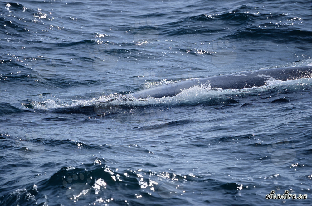 Southern Right Whale swimming at the ocean surface
