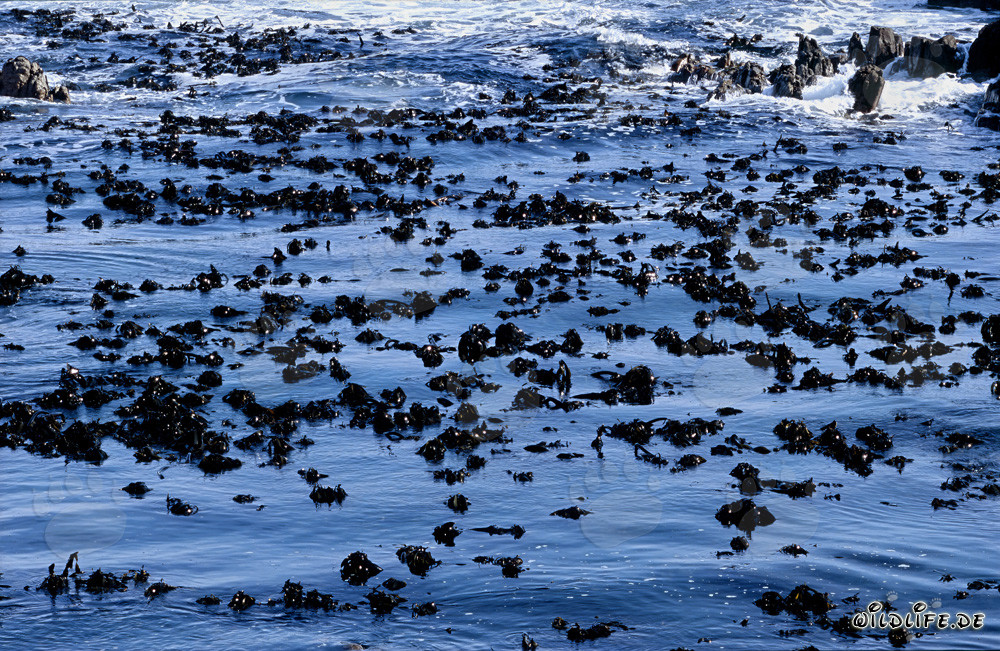 Alghe brune di fronte all'Isola Dyer nel Capo Occidentale, Sudafrica