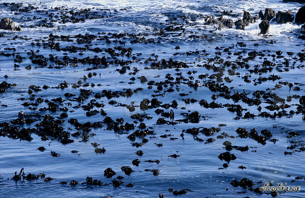 Algues brunes devant l'île Dyer dans le Cap-Occidental, Afrique du Sud