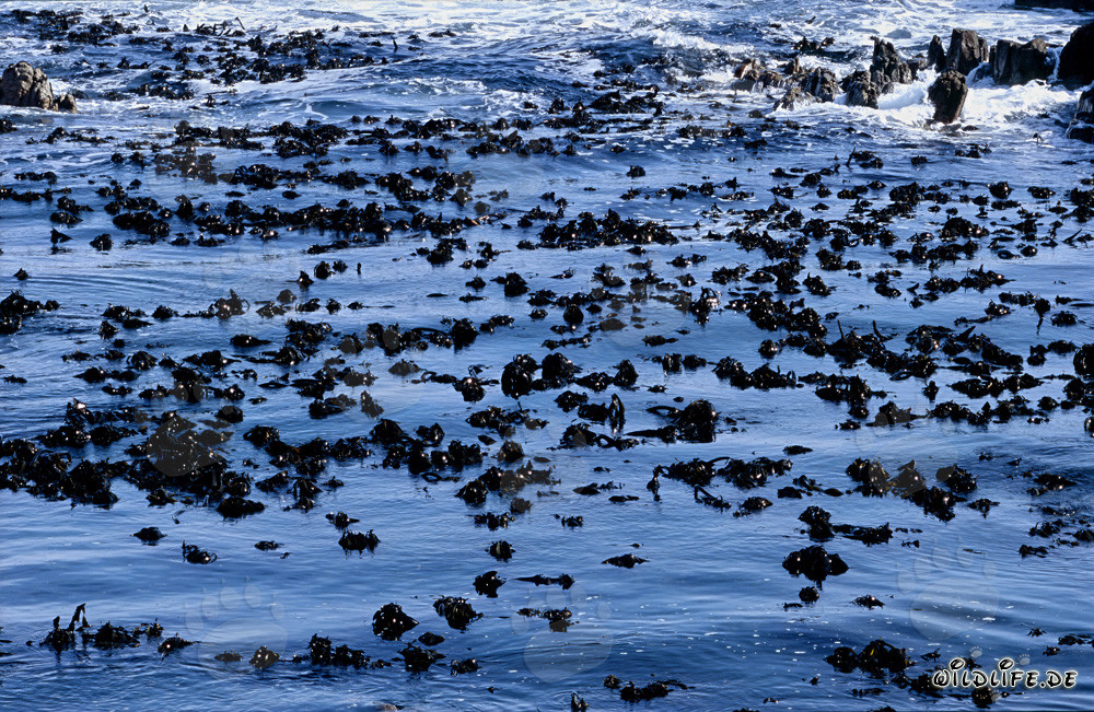 Braunalgen vor Dyer Island im Westkap, Südafrika