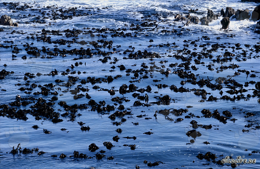Kelp Forests in Front of Dyer Island, Western Cape, South Africa