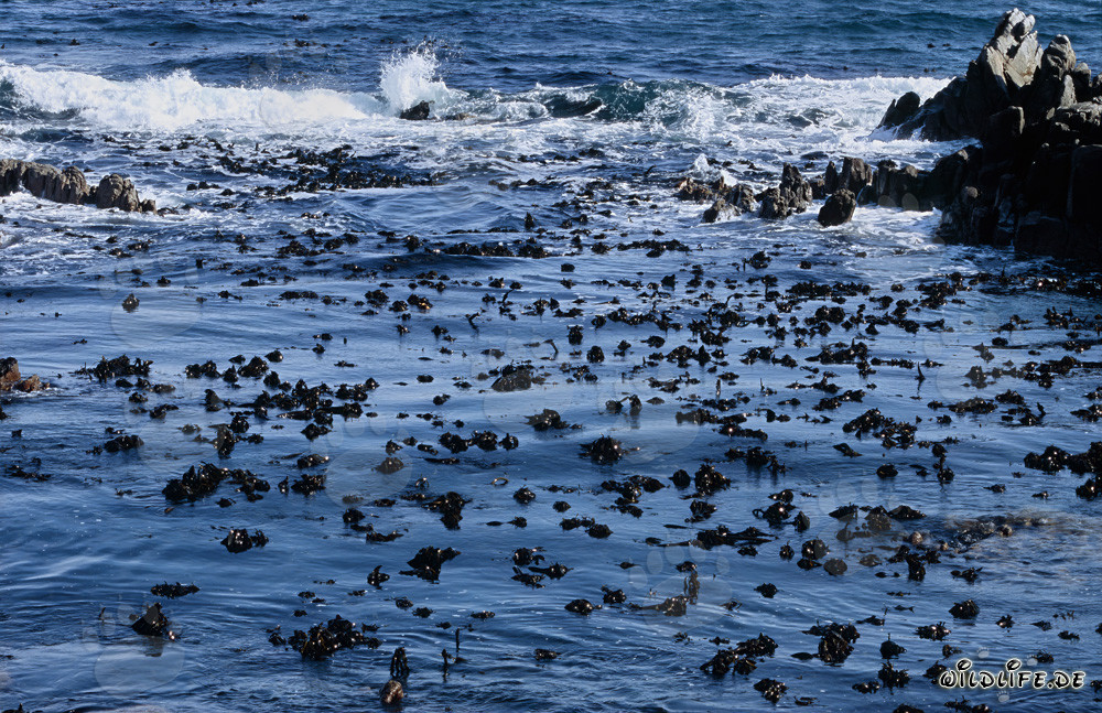 Cintura di kelp di fronte all'isola Dyer - Affascinante mondo sottomarino della regione occidentale del Capo
