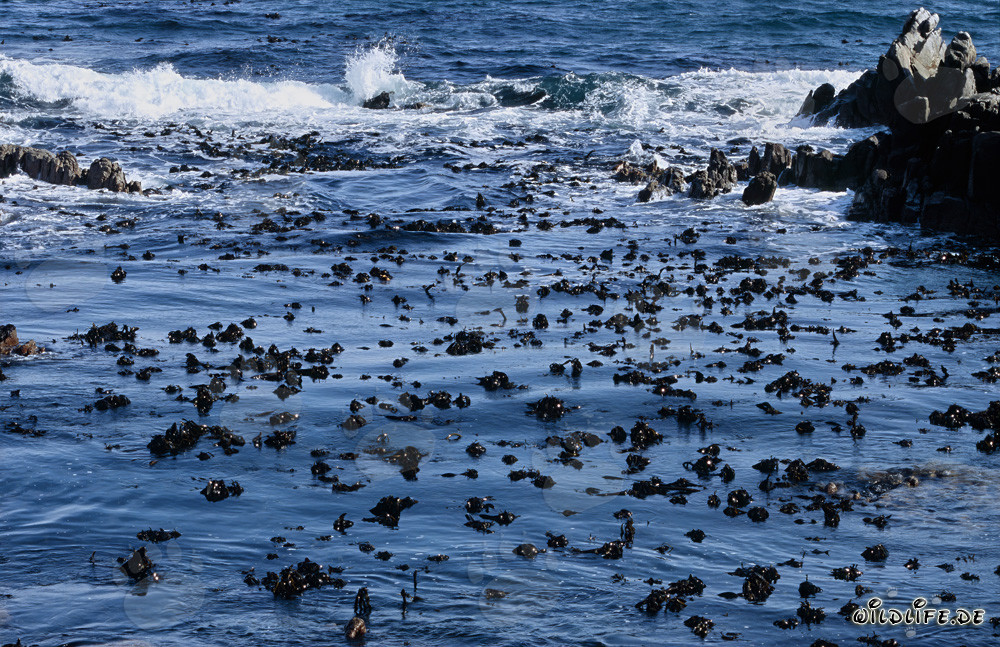 Cinturón de kelp frente a la isla Dyer - Fascinante mundo submarino de la región occidental del Cabo