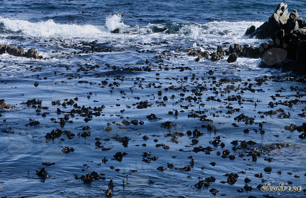 Kelpguertel vor Dyer Island - Faszinierende Unterwasserwelt der westlichen Kapregion