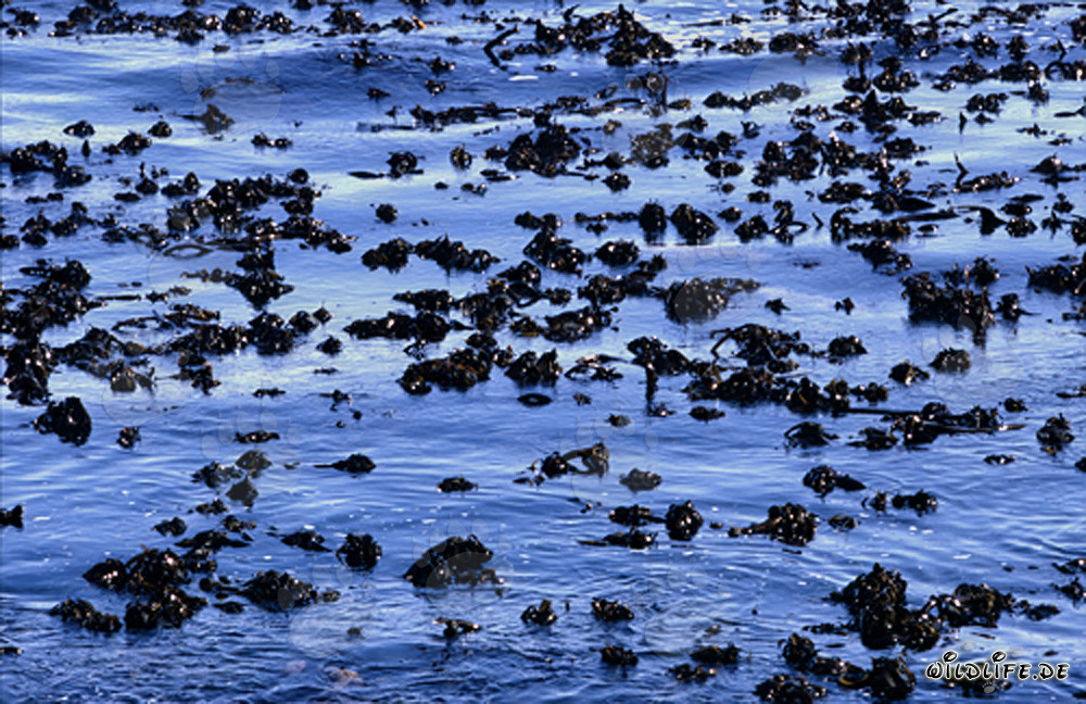 Fascinating Underwater World: Kelp Forest off Dyer Island in South Africa