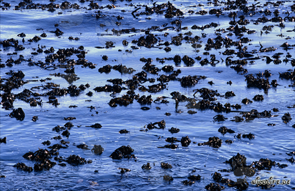 Faszinierende Unterwasserwelt: Kelplandschaft vor Dyer Island in Südafrika