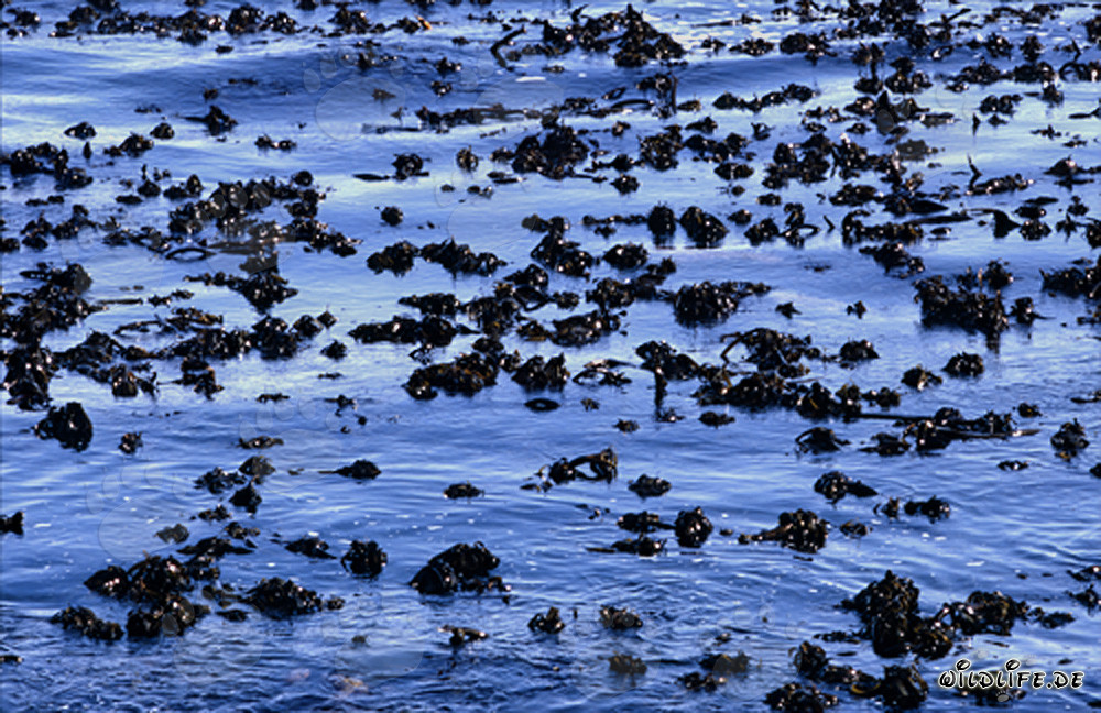 Affascinante mondo sottomarino: Paesaggio di alghe di fronte all'isola Dyer in Sudafrica