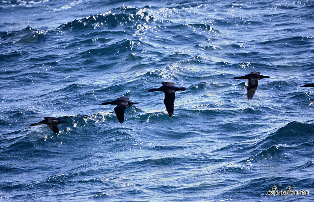 Elegantes cormoranes costeros deslizándose sobre el océano brillante