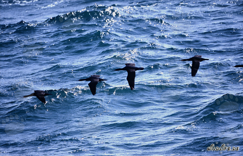 Elegant bank cormorants gliding over the glistening ocean