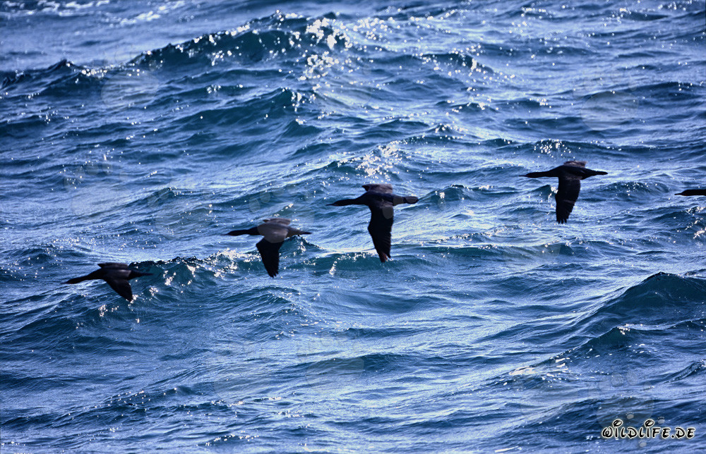 Élégants cormorans côtiers glissant sur l'océan scintillant