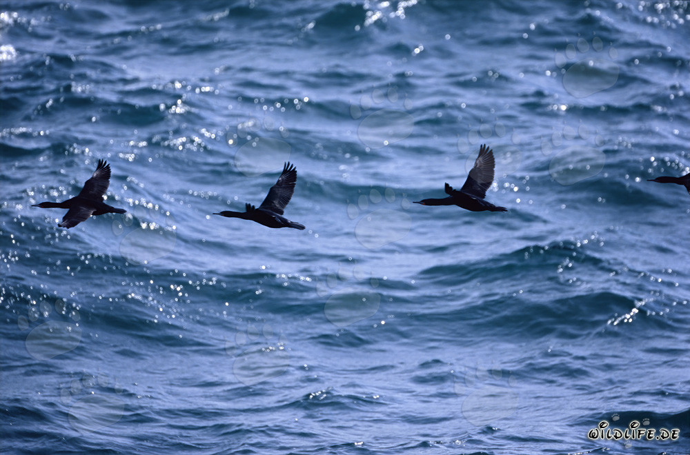 Graziosa acrobazia aerea dei Cormorani costieri sopra il mare
