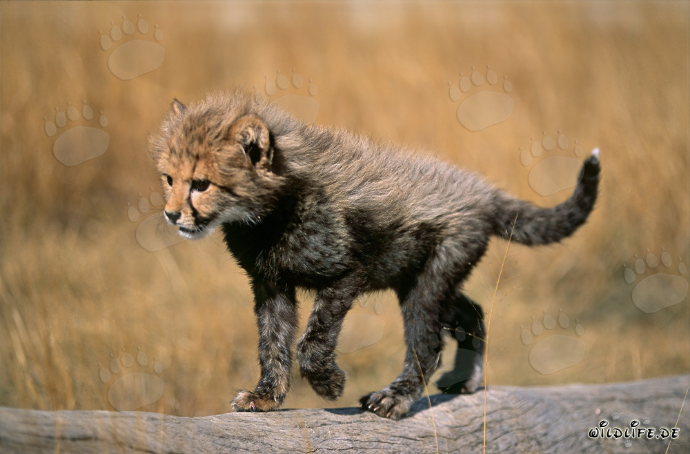 Baby Cheetah crosses a tree stump