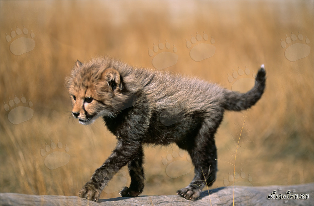 Playful Baby Cheetah explores a fallen tree trunk