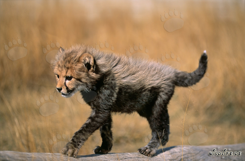 Spielender Baby Gepard erkundet einen liegenden Baumstamm