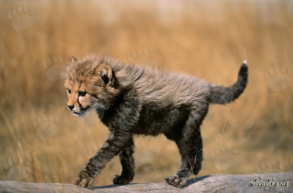 Jeune guépard joueur explore un tronc d'arbre couché
