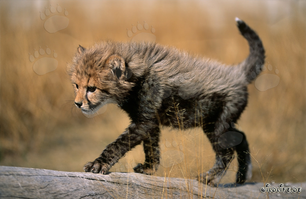 Playful baby cheetah glides gracefully over a tree trunk
